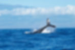 Elul Lunch n' Learn: Dive Deep into Jonah