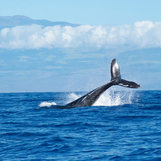 A humpback whale breaches