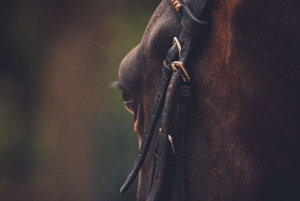 Image by Caroline Ziemkiewicz