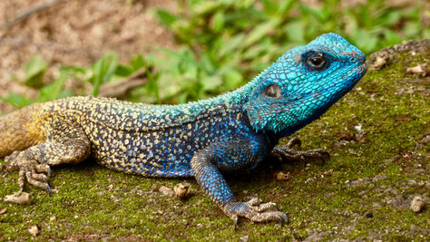 Colorful and healthy looking reptile