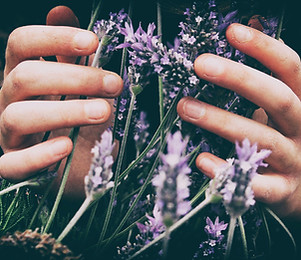 Two hands gently touching some stalks of lavender. Image by Vero Manrique