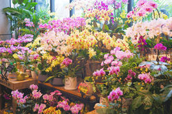 鮮花