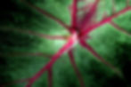 Caladium Festival Bus Tours Saturday