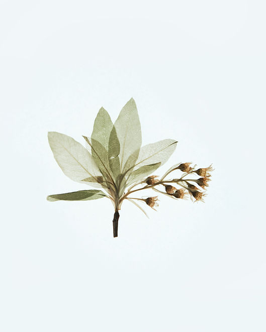 Image by Evie S.