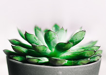 Image by Lisa Fotios