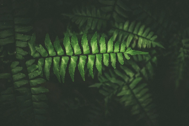 a close up of a green fern leaf with a dark background