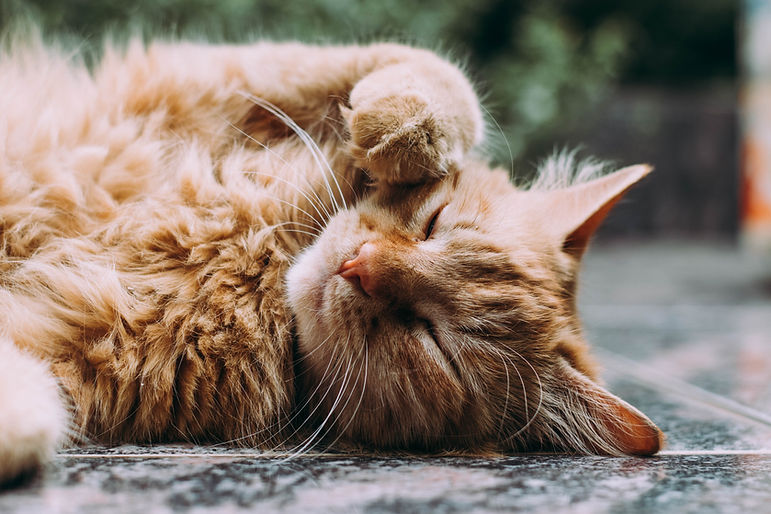 Tierphysiotherapie Nürnberg Magdalena Schunk – Katze schläft