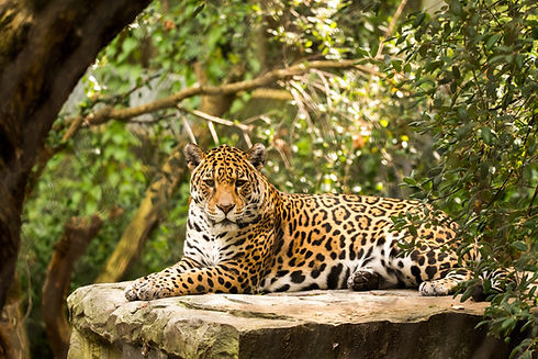 Image by Ramon Vloon