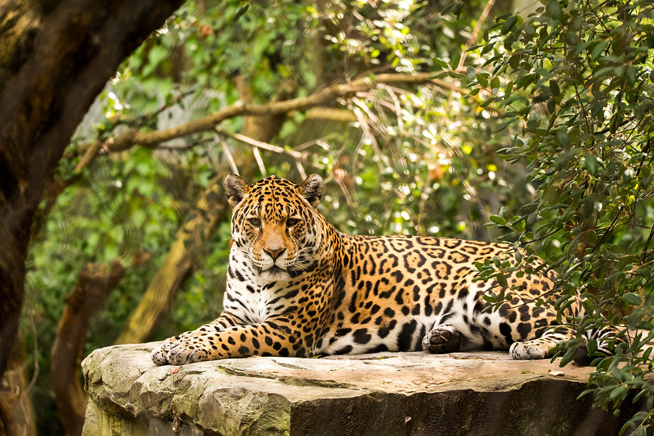 Jaguar; Image by Ramon Vloon