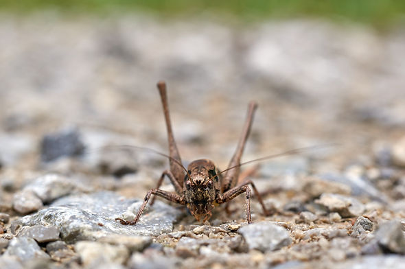 Image by Wolfgang Hasselmann