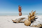 Image by Pineapple Supply Co.