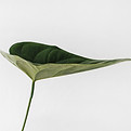 Image by Sarah Dorweiler