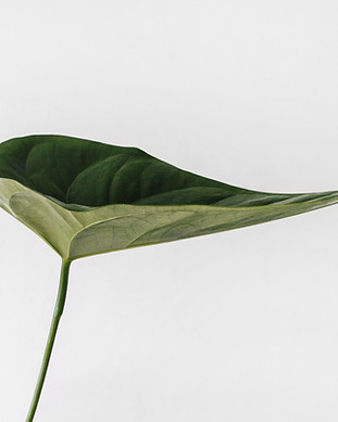 Image by Sarah Dorweiler