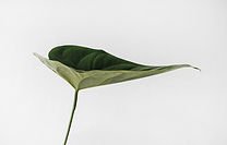 Image by Sarah Dorweiler