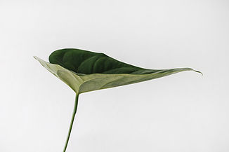 Image by Sarah Dorweiler
