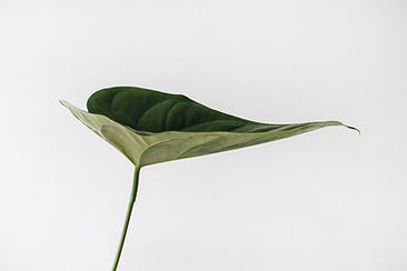 Image by Sarah Dorweiler