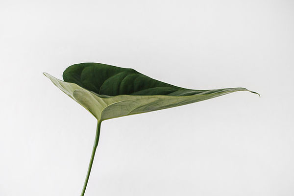 Image de Sarah Dorweiler