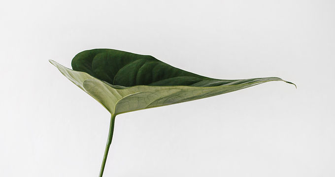 Image by Sarah Dorweiler