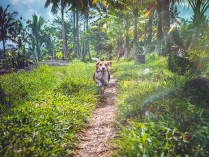 "Beagle Bewegingsbehoeften en Oefeningen"