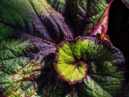 Begonia Plant Care Cheat Sheet