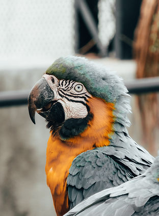 Image by Vinícius Henrique Photography