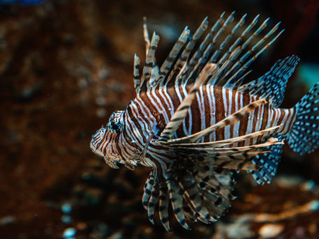 Lionfish