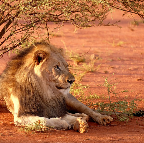 safari tanzanie tarangire