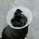 A black pug with his head tilted to the side wearing a surgical collar.