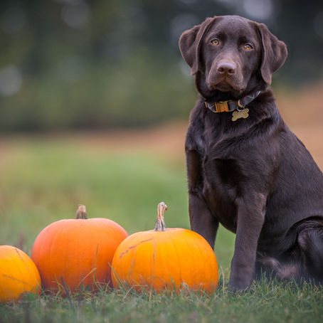 Fun: Pick Your Fave Halloween Animal 🎃👻