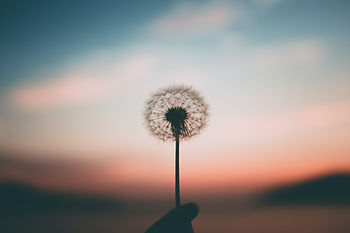 Silhouette of a hand holding a dandelion seed head against a pastel sunset sky, creating a calm, dreamy mood