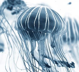Image by Joel Filipe