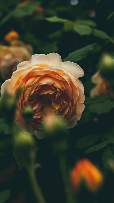 Image by Evgeni Evgeniev