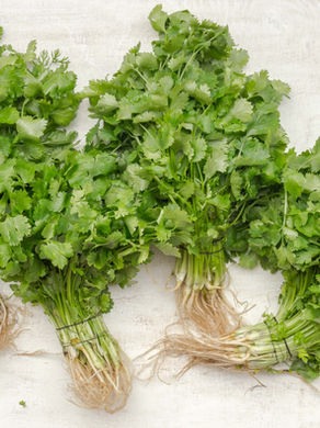 Aromaterapia: Despierta tu Energía y Pasión con el Sorprendente Aceite Esencial de Cilantro 🌿