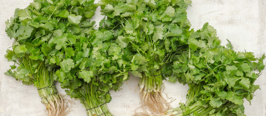 The Genetic Link to Disliking Cilantro