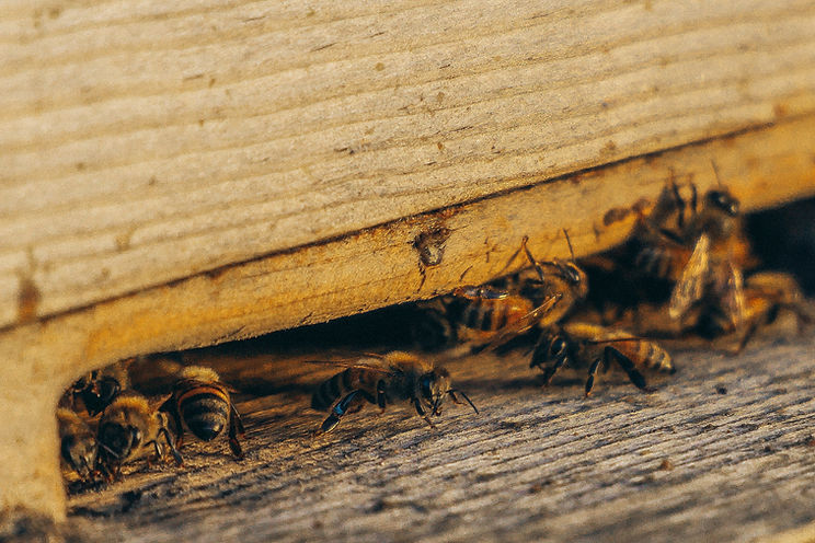 honeybee