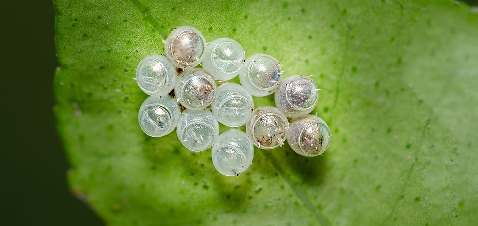 Image by Bankim Desai