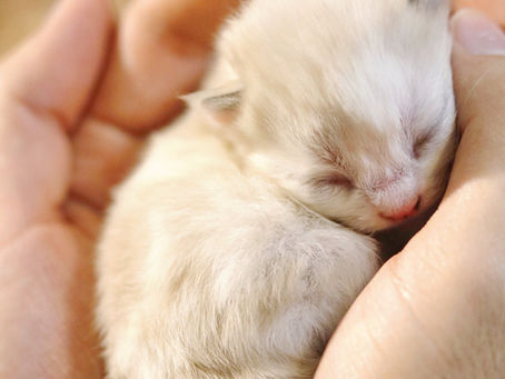Mengenal Kolostrum Untuk Kucing, Nutrisi Ideal Untuk Imunitas Tubuhnya!