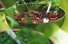 Bowl of lentils, vegetables and herbs. Healing food as advised by Faith Warner Ayurvedic Health Coach from AyurLife UK