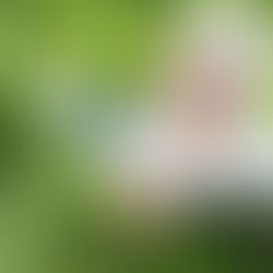 Ticks Are Active Now, Treat Your Yard with Mosquito Joe of Wayne