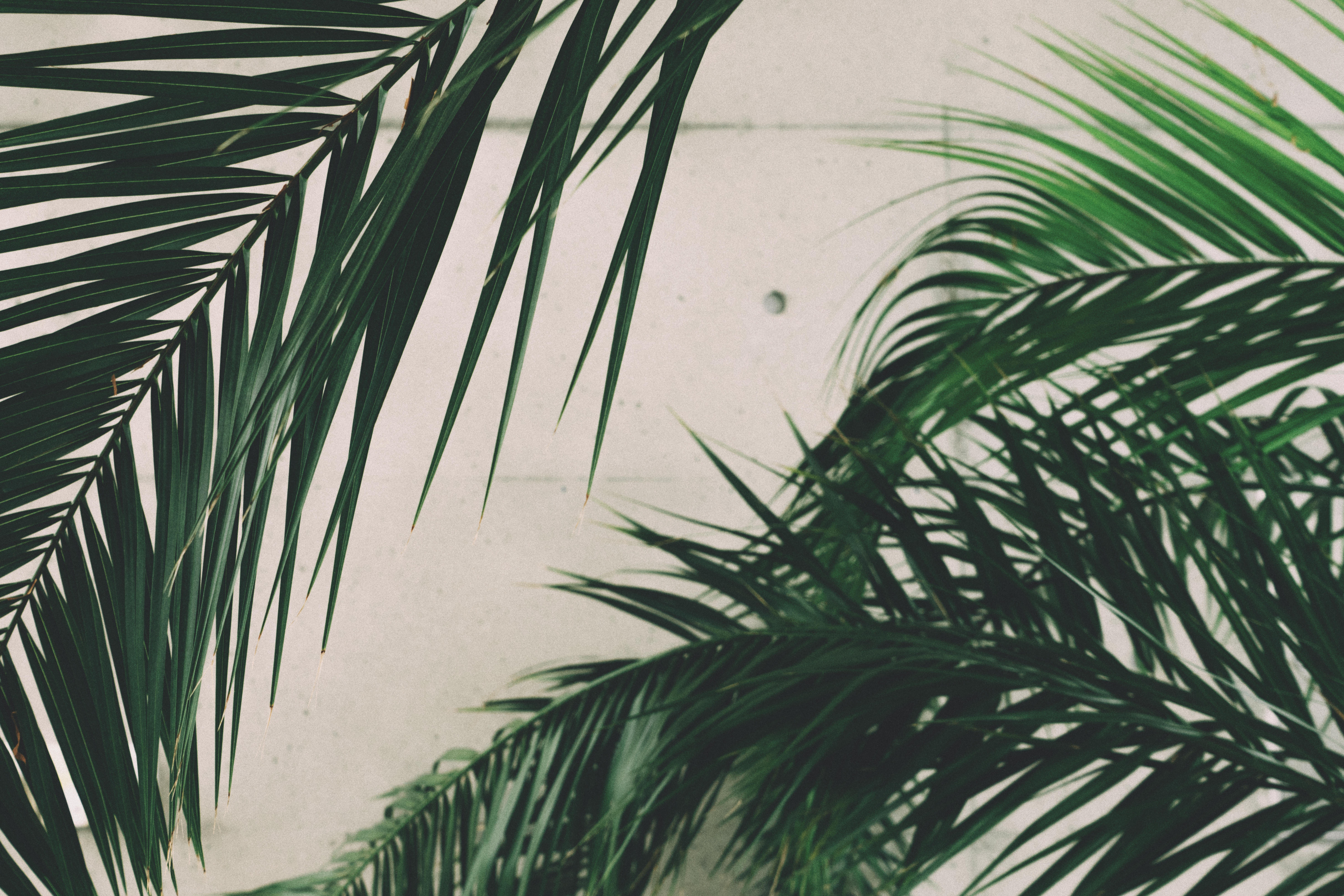 Palm Sunday - Image by Scott Webb