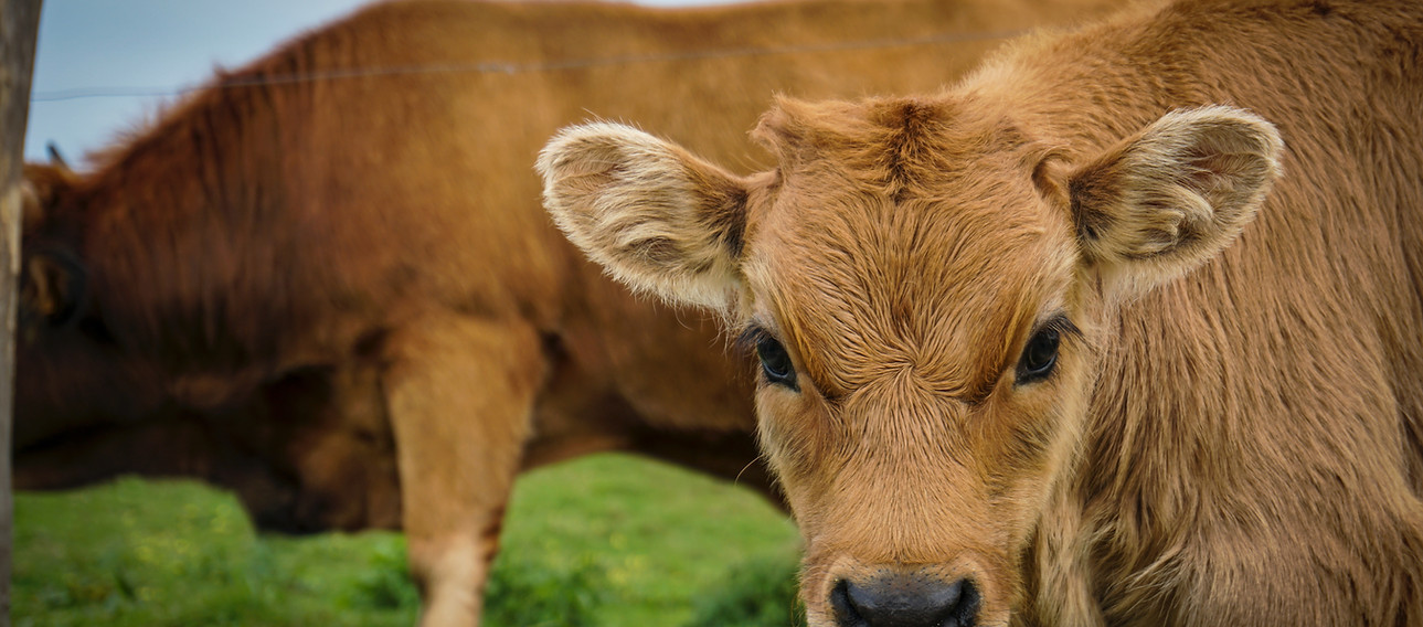 Image by Miguel Ángel Díaz Magister