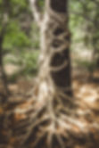 Image by rishi