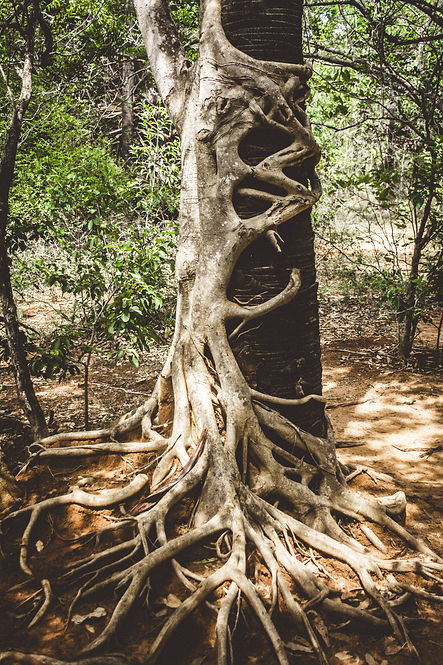 Image by rishi