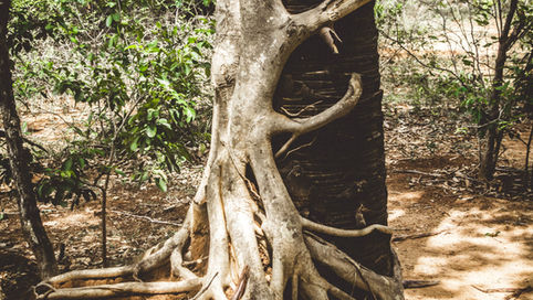ביקורת משורש פורה ראש ולענה