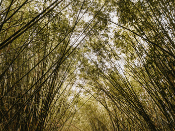 Image by Jonathan Borba