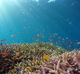 Blick unter Wasser mit kleinen gelben Fischen und Sonnenstrahlen