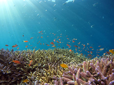 Many small fish above a coral rock