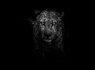 Image by Geran de Klerk