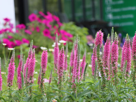 Create a Theme for Your Garden and Design with Purpose