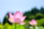 Image by Kouji Tsuru